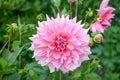 Garden Dahlia Islander, pink dinner plate flower